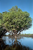 Tonle Sap - Kampong Phluk - flooded mangrove forest 